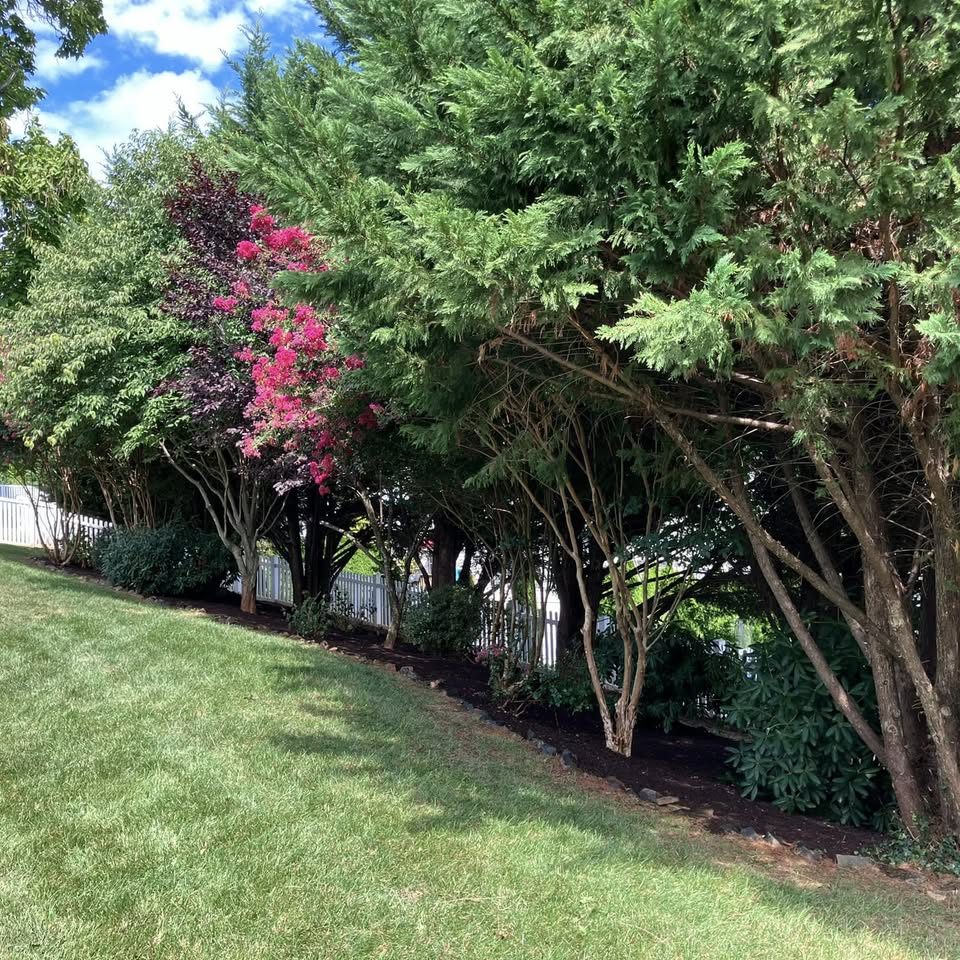 A backyard shrub border with crape myrtles in bloom over a fresh lawn